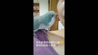 和尚鸚鵡 (Myiopsitta monachus) 互動討親親 kiss 😘