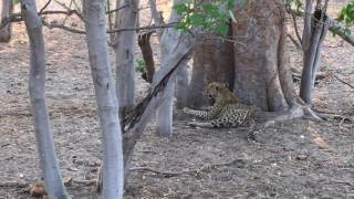 Botswana Untamed- Leopards in the parks of Botswana