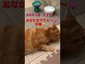 ペットホテルと占いのお店gibeonお泊まり猫シリーズ・むぎくん🐈