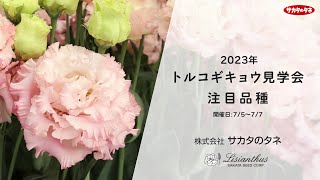 サカタのタネ 『 2023年 第32回トルコギキョウ見学会 』注目品種