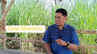 PRODUKTIVITAS TEBU 200 TON/HEKTAR ??? || Cane Maestro Lumajang ||