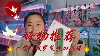 一个视频带你认3种泰国斗鱼！便宜的马尾漂亮的狮王穿婚纱的半月