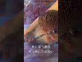 番長と私 フラワーホーン 懐く熱帯魚 ビックヘッド