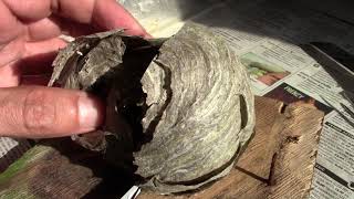 Unboxing a wasp nest