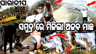 ପାରାଦୀପ ରେ ମିଳିଛି ଅଜିବ ଧରଣର ମାଛ || Paradeep Nehru Bangla || Village vlog || sipu khusi lifestyle