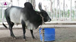 Majestic Kangayam Bull (காங்கேயம் காளை)