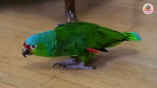 50-Year-Old Parrot Can’t Fly—But This Woman’s Love Gave Him a Reason to Keep Going
