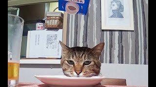 素朴な野良猫寿三郎　　焼肉当てにビールどうやって誘われたけど、おいらは、、、