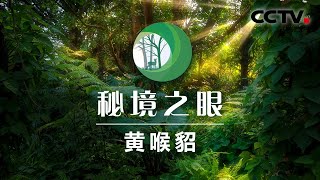 狗獾收到了黄喉貂留下的“信件”后居然有这个奇怪举动 | CCTV「秘境之眼」20201202