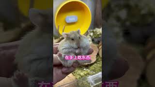 仓鼠喜欢你的五种表现 #养鼠日常 #仓鼠 #金丝熊