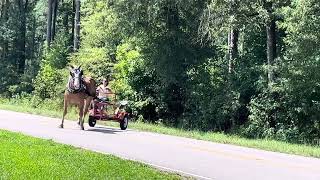 Gentle Belgian driving