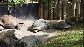 屋外に出ていたガラパゴスゾウガメ　Galapagos giant tortoises 2016 0801