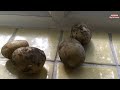 grow potatoes 去年把发芽的土豆随便埋到地里，￼今年意外收获满满土豆