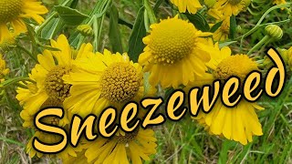 Sneezeweed: a late summer wildflower for butterflies and hummingbirds