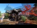 4k【京都絶景紅葉2022】光明寺：美しい「もみじ参道」 komyoji temple in kyoto japan