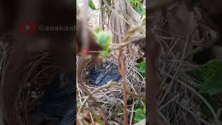 Begini anakan burung ini masih bulu kecil #berburusarangburungcendetmasihmelimpah #alamlestari