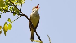 きょう見た鳥虫花 オオヨシキリが来てた 2017/04/30