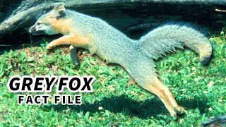 Grey Fox Facts: also GRAY FOX facts 🦊 Animal Fact Files