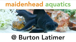 Maidenhead Aquatics @ Burton Latimer