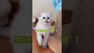 【矮脚虎凸凸】恭喜这位小朋友完成了猫生的一件大事～#金点渐层 Cute kitten