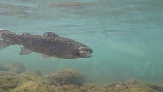 久しぶりの魚釣り、奥多摩フィッシングセンターに行ってきたっ！