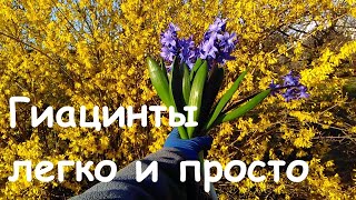 Гиацинты легко и просто