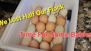 Hatching Chickens - Step By Step - Start To Finish