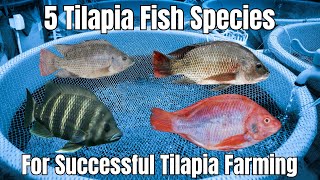 5 Tilapia Fish Species for Tilapia Farming - Tilapia Aquaculture