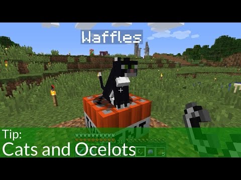 Tip: Cats and Ocelots in Minecraft Tip: Cats and Ocelots in Minecraft