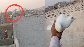 White Racer Kabootar Pakra By Gola Pigeon Tv