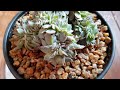 철화 다육 무르지않게 물주는 방법 알아보기 succulent succulents plants