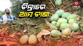 ଦିନ କେ ଦିନ୍ କରୋନା କଟକନା ଲାଗି ବଢୁଛେ ଆମ୍ ଚାଷୀଙ୍କର୍ ଦୁର୍ଦ୍ଦଶା