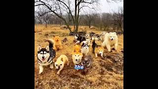 The Dog Kept Jumping Out of the CarThen The Man Realized Why🐕#dog #pets #sadstory #animals #shorts