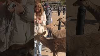 鹿に餌を与え笑顔溢れる外国人観光客🫎NARA  PARK