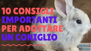 10 Cose da Sapere Prima di Prendere un Coniglio