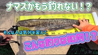 今より真冬の方がナマズは釣れる⁉️寒いから釣れないじゃなくて、問題は激しい気温変化…実は今が一番厳しい季節です‼️