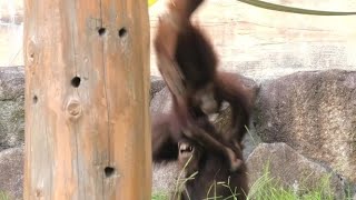 Our world wrestling day! by Riki and Api  僕らの世界レスリングの日！リキとアピ　Orangutan  Tama Zoological Park