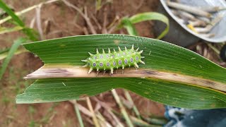 #Aaku thelu #Bite of leaf scorpion and first aid