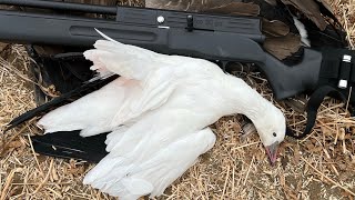 PBBA air shotgun goose hunt using a Truhunt outdoors blind