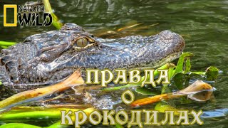 Вся правда о крокодилах. #Документальный фильм. National Geographic 12+ HD