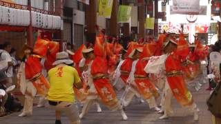 須賀IZANAI連　高知よさこい２０１６　はりまや橋競演場