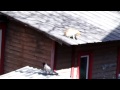 Kaks kassi jagavad maid, vares lööb kampa / Crow fuels the cat fight