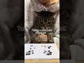 taking a paw print of our cat shorts funny cat