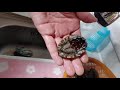 amazon boys amazon boys the jackpot sea cucumber abalone with a hanger dabong korean food