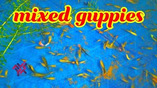 Mixed Guppies | മിക്സഡ് ഗപ്പികൾ പുതിയ കുളത്തിൽ | Guppi Farming | Aviyal Media by Das Pakkat