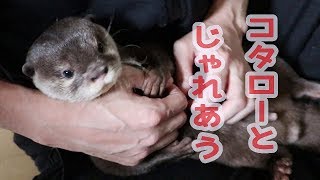 カワウソ コタロー　寝起きのコタローとじゃれあう　Otter Kotaro is always playful with me