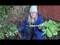 pruning hellebore for thriving plants gorgeous blooms