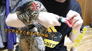 猫用靴下を履かせようとしたら全力拒否されました