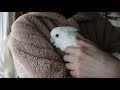 ソロモンオウムたろちゃん　冬の朝は抱っこでぬくぬく😊　cockatoo want to be hold to owner in the morning