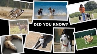 Did You Know? Sighthounds